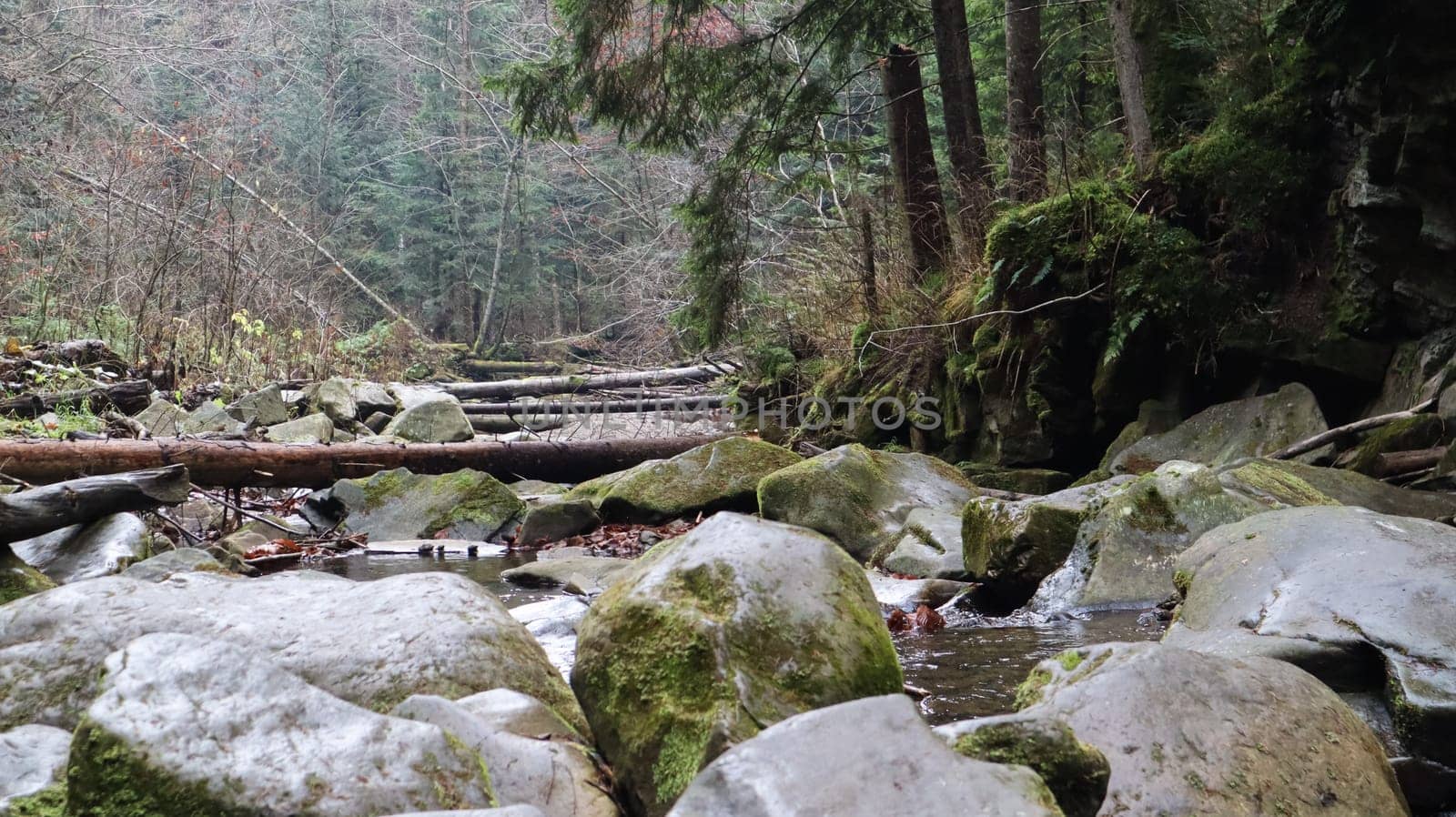 Landscape of a mountain river in the forest in early autumn and late summer. water in a natural stream. beautiful and relaxing forest with a river. River deep in mountain forest. Nature composition