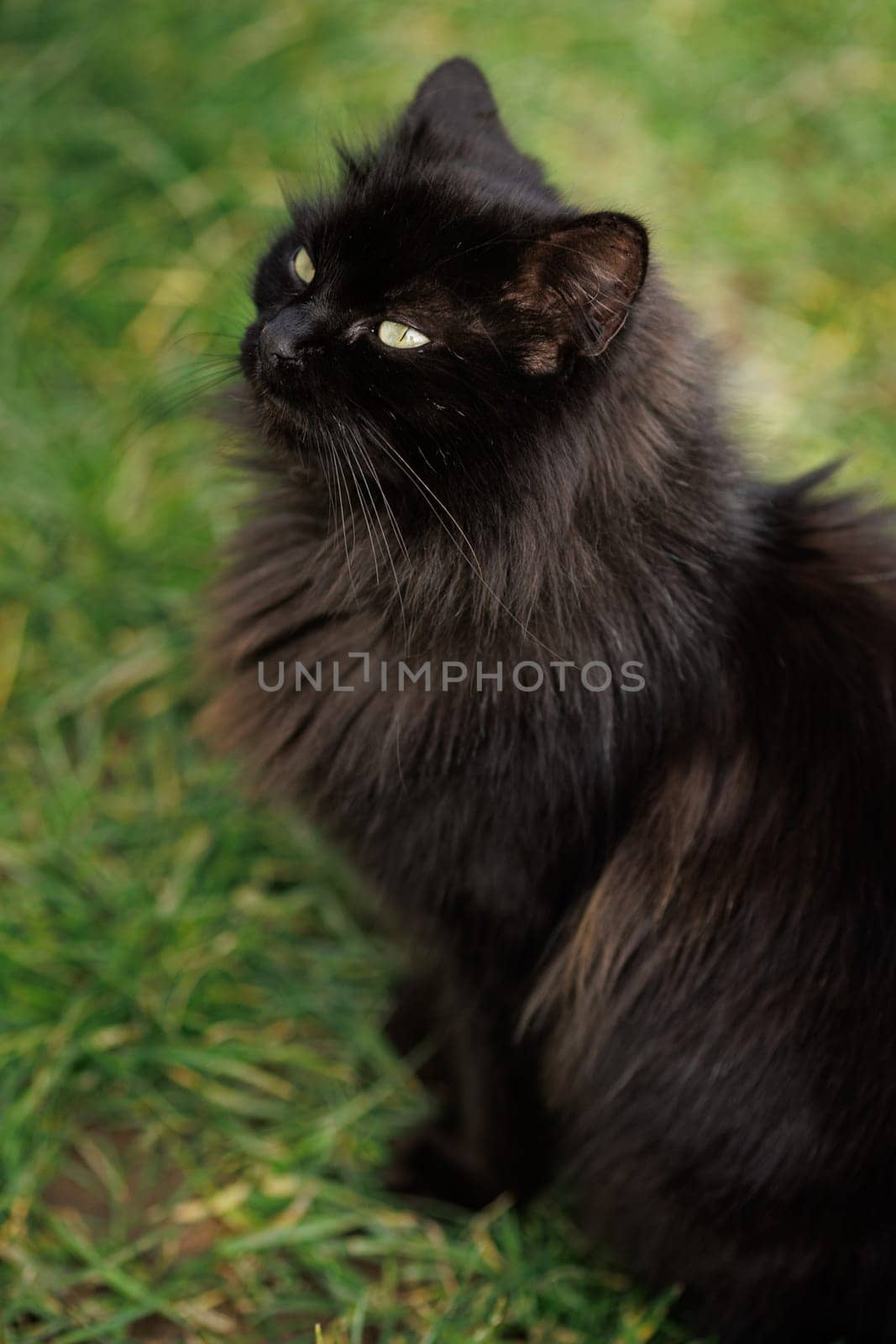 Black Cat Portrait looking up