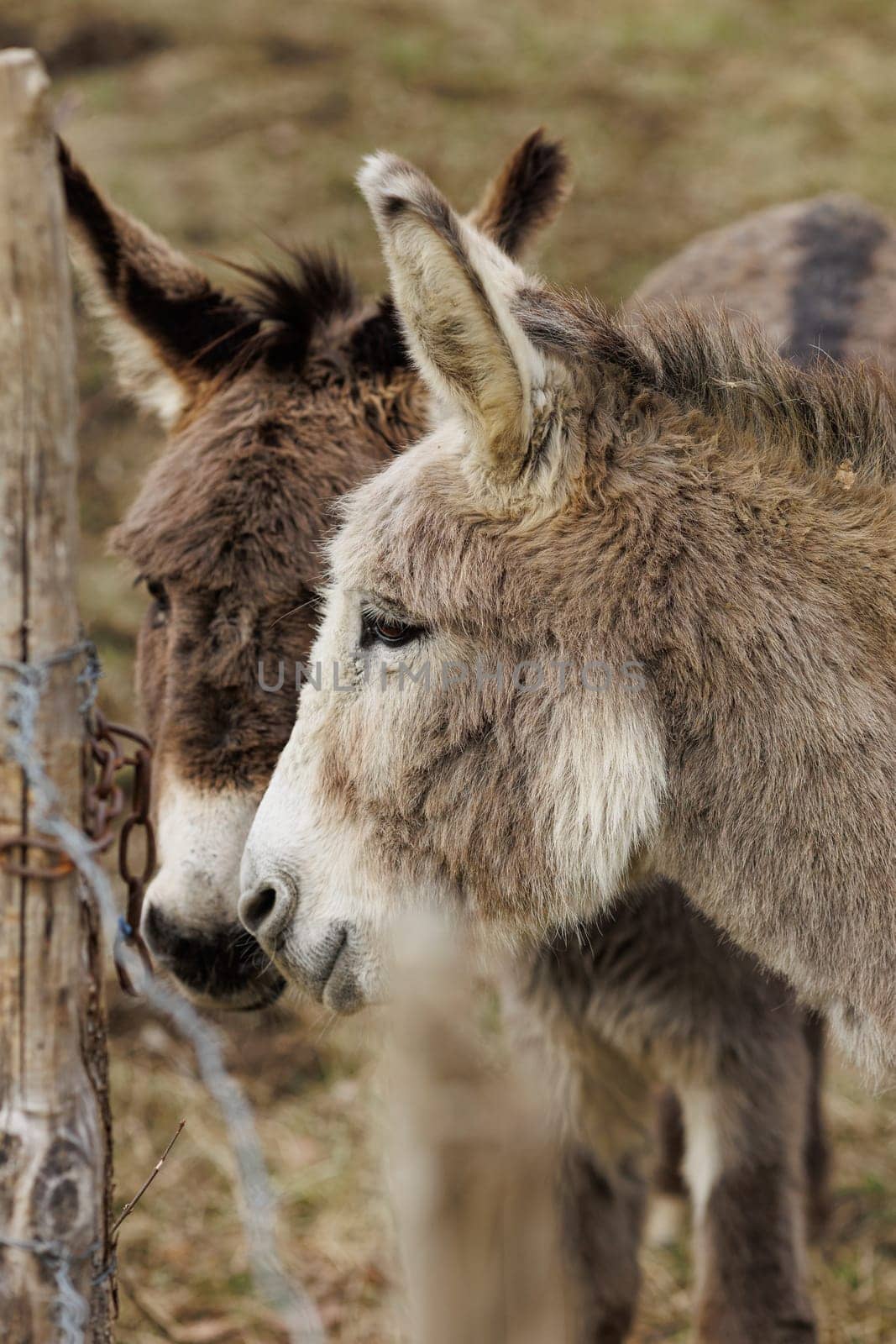 Two donkey portraits standing together