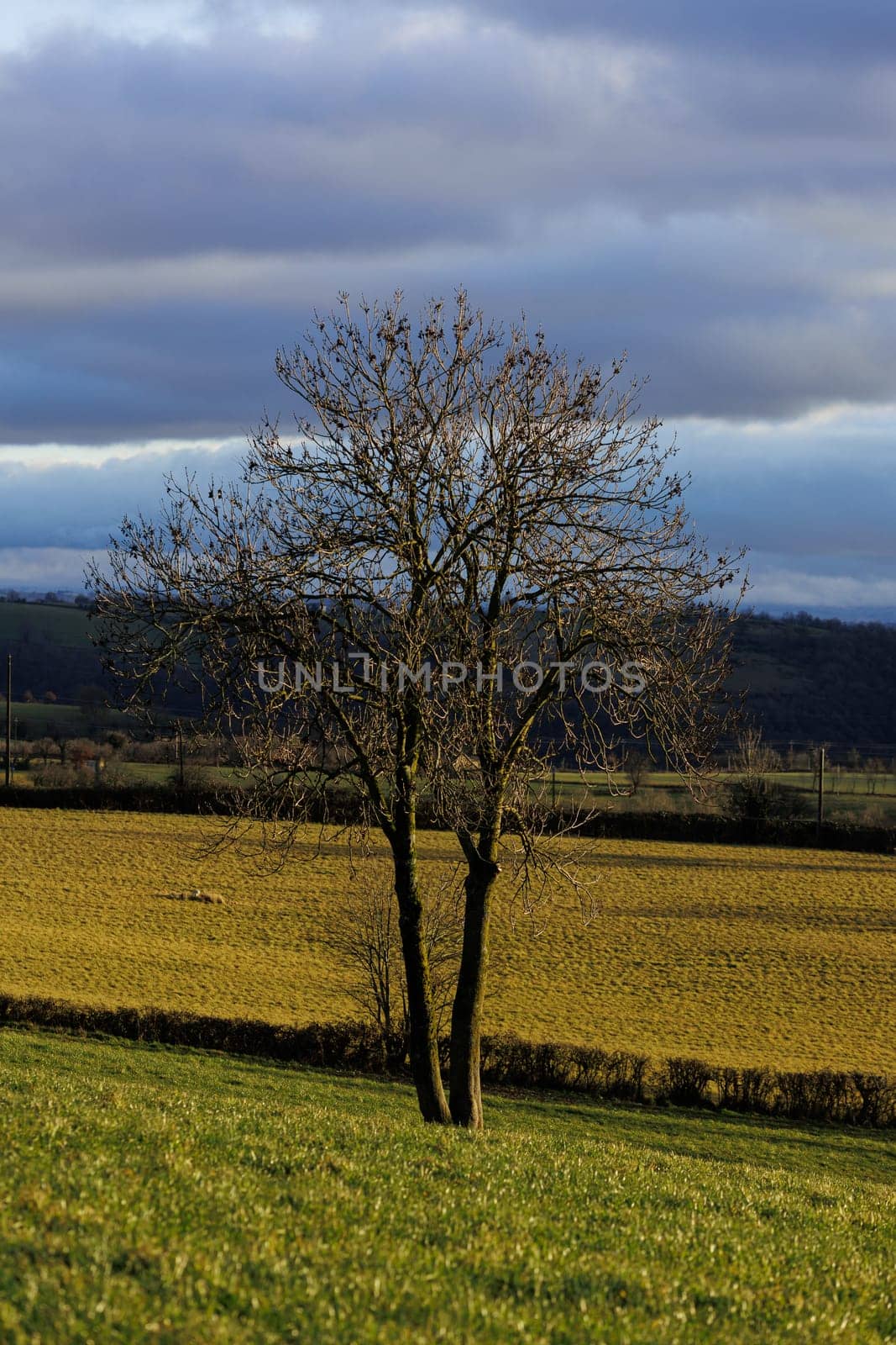 Tree standing in the field with color layers