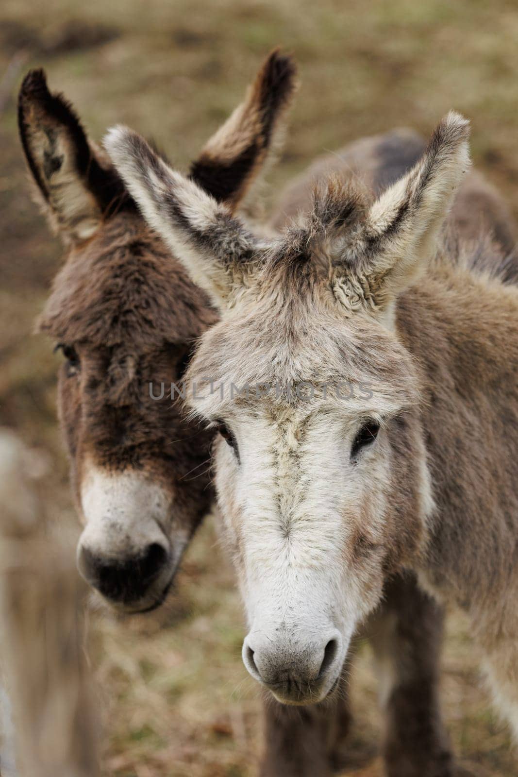 Two donkey portraits standing together