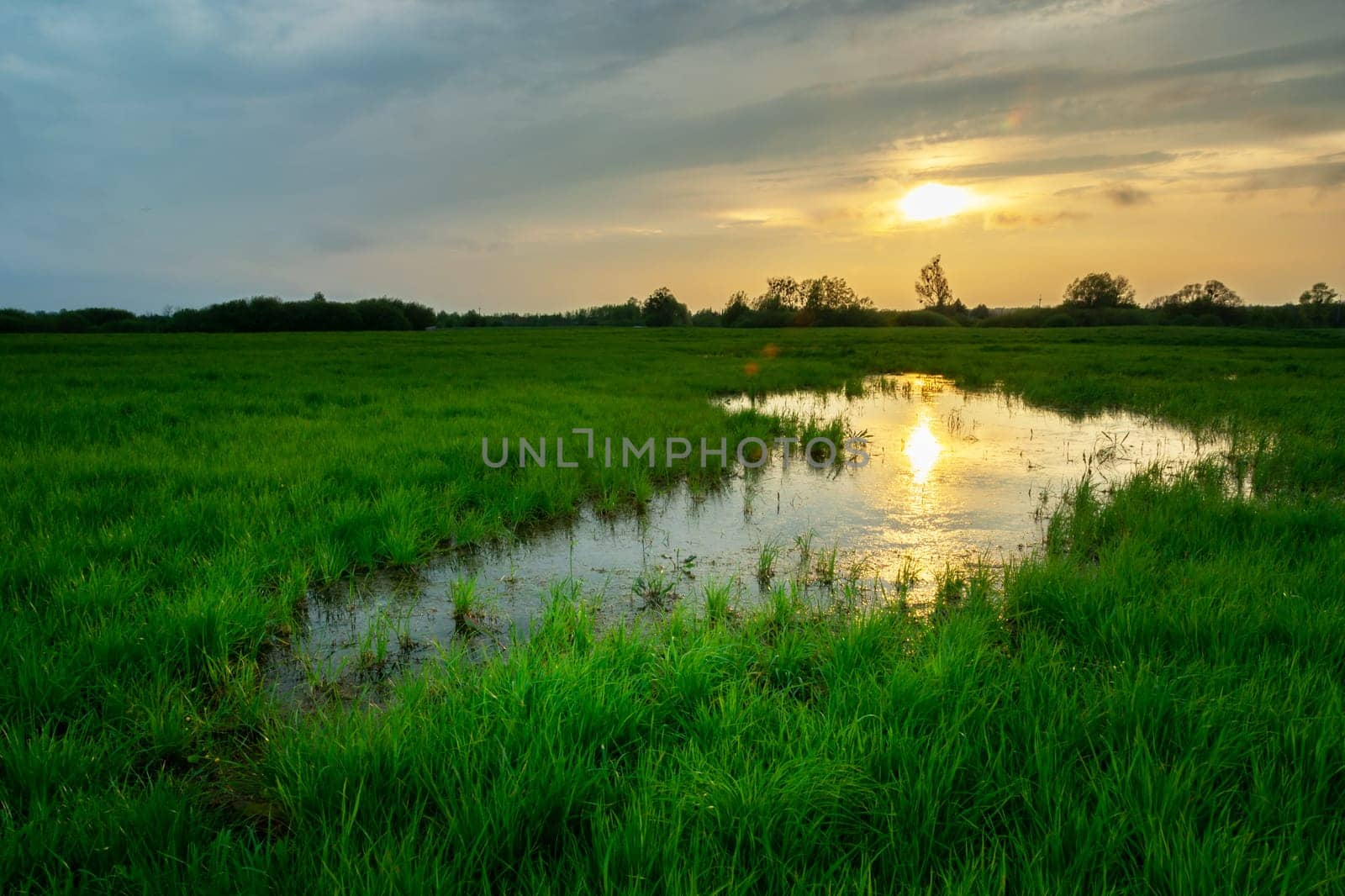 Water in the meadow with green grass and sunset, Nowiny, Lubelskie, Poland