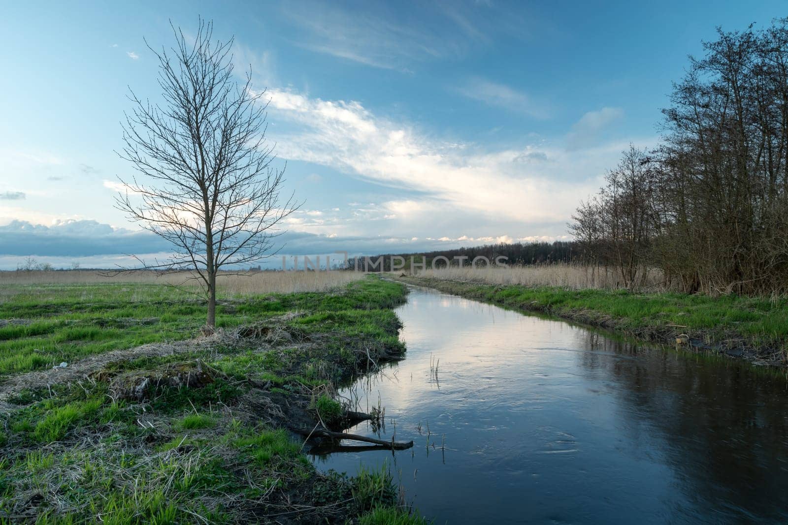 A tree that grows by a small river, evening view
