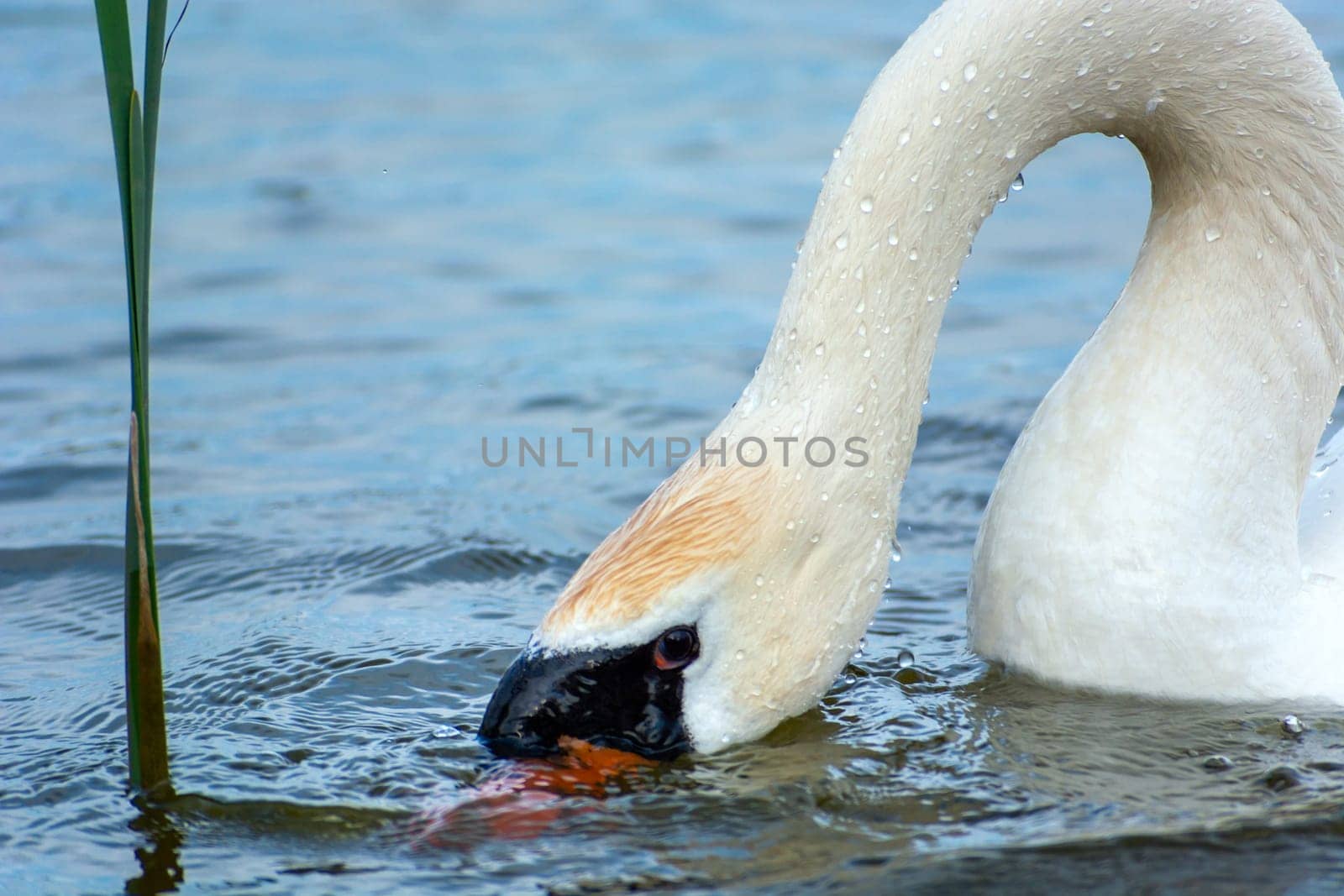 White swan with its head submerged in the water