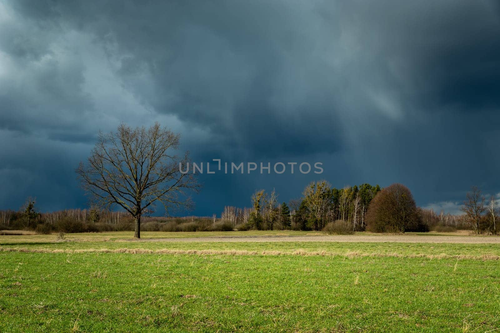 Tree on the meadow and rain storm, Nowiny, Poland