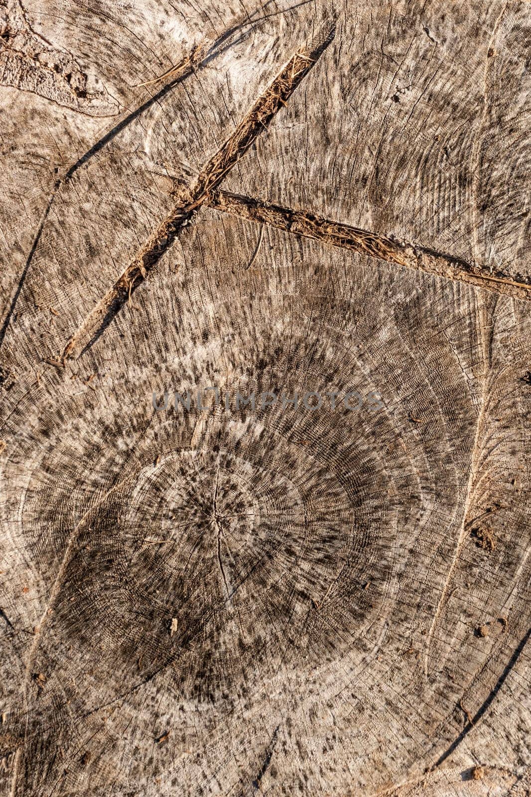 Natural wood texture for background. Copy space, banner