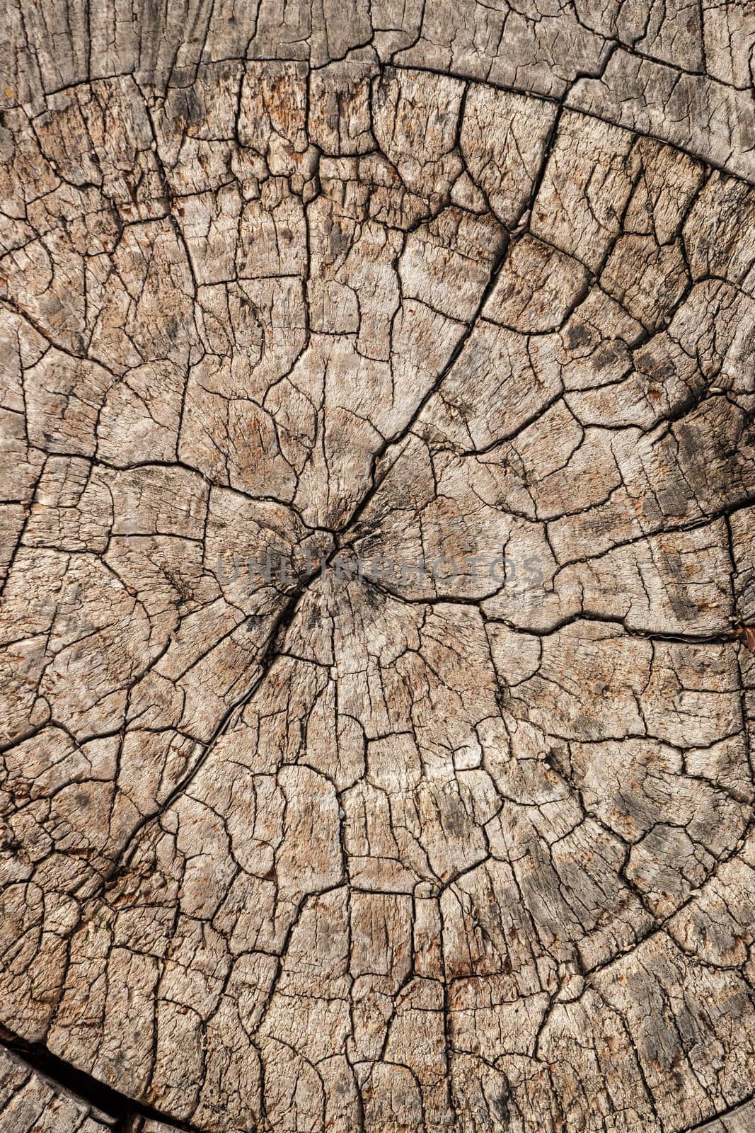 Natural wood texture for background. Copy space, banner