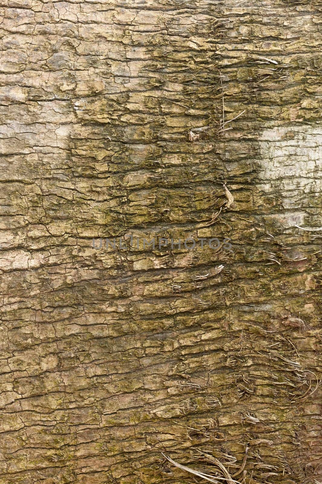 Natural wood texture for background. Copy space, banner