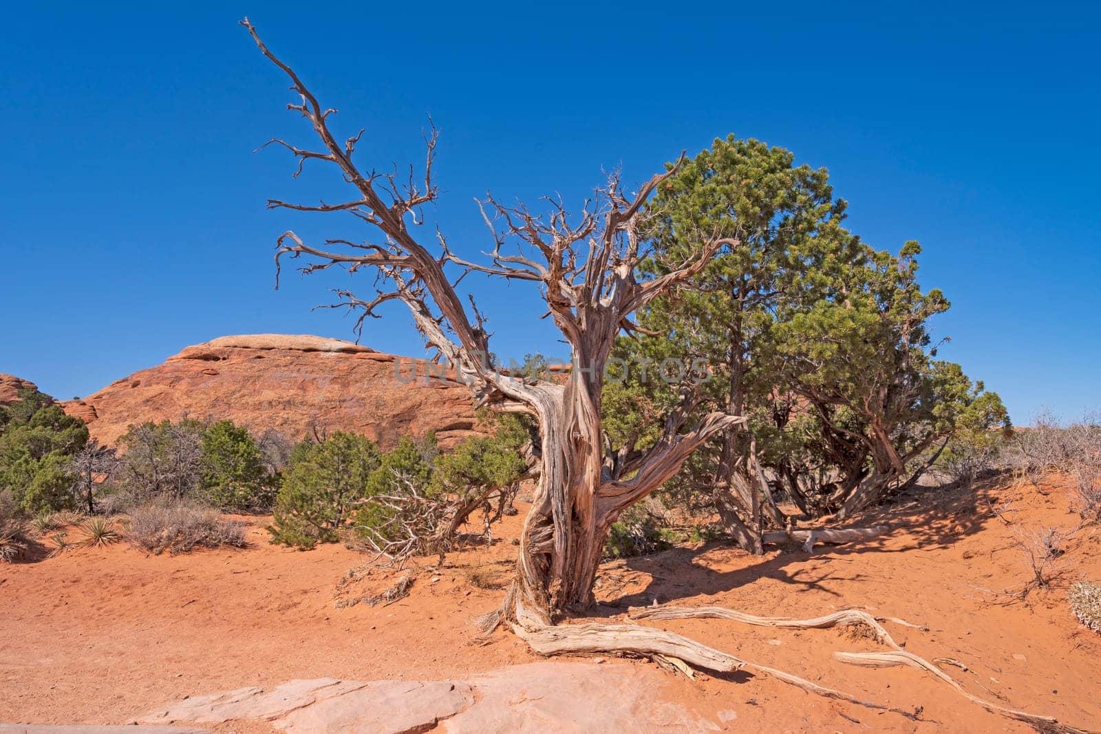 Desert Life and Death in Arches National Park in Utah