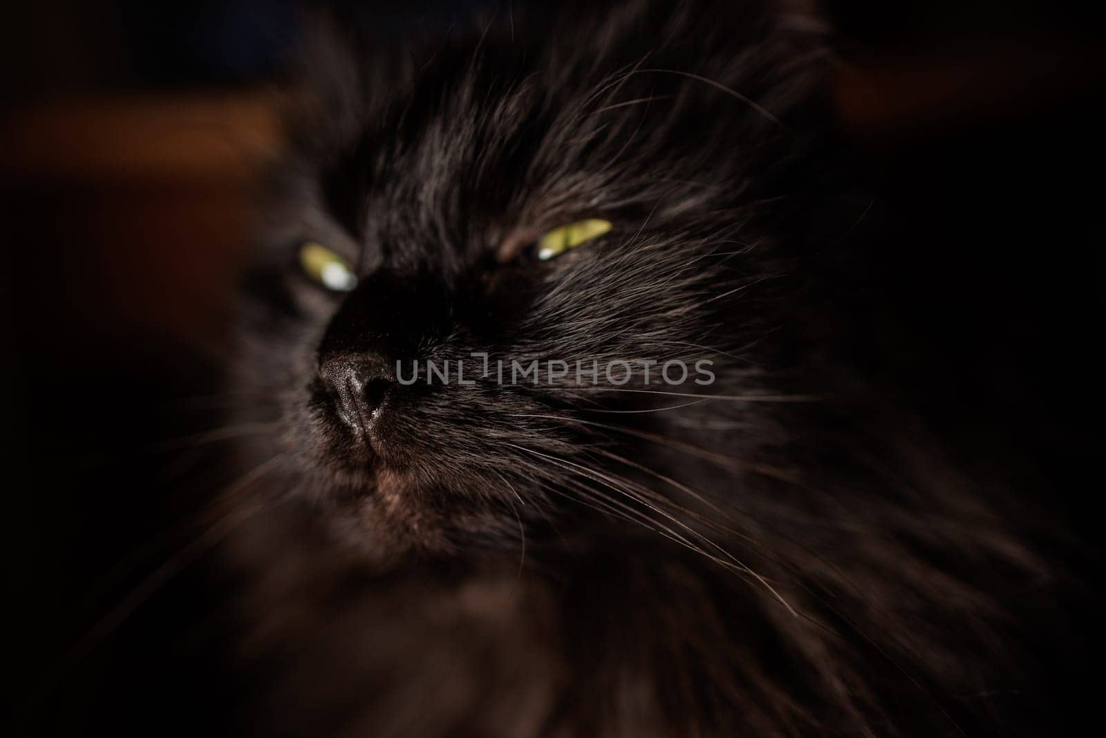 Close up portrait of a black cat in the dark with details