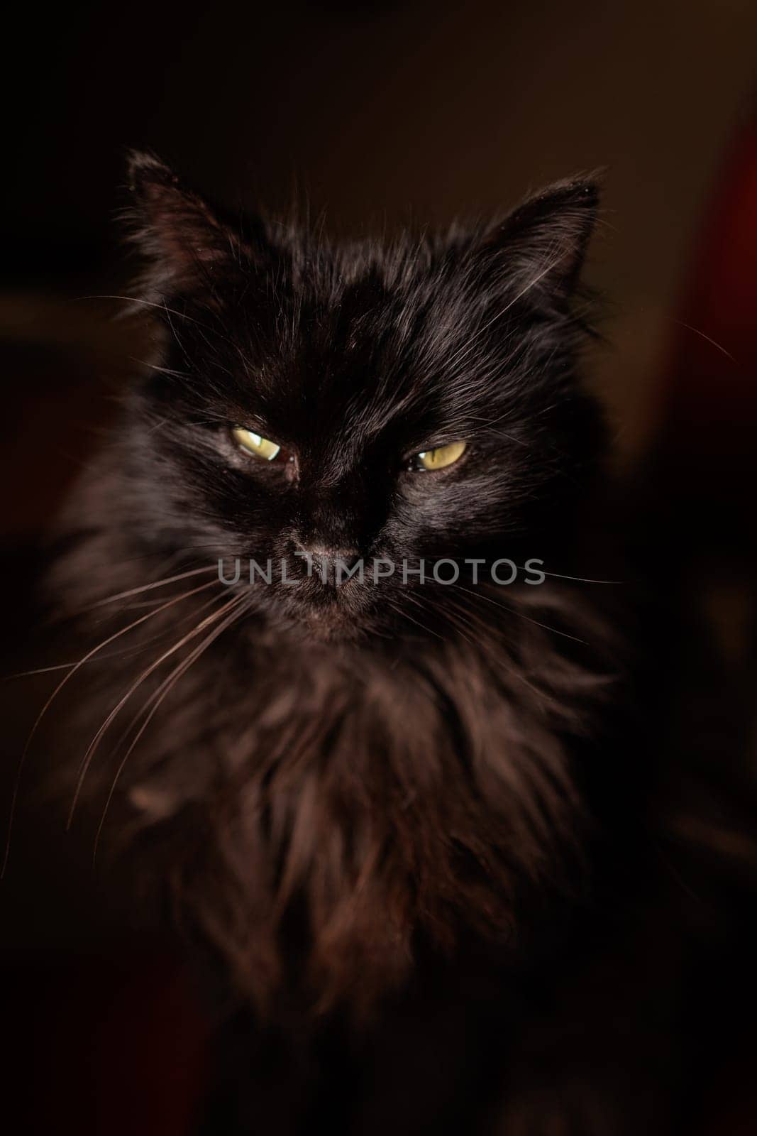 Close up portrait of a black cat in the dark with details