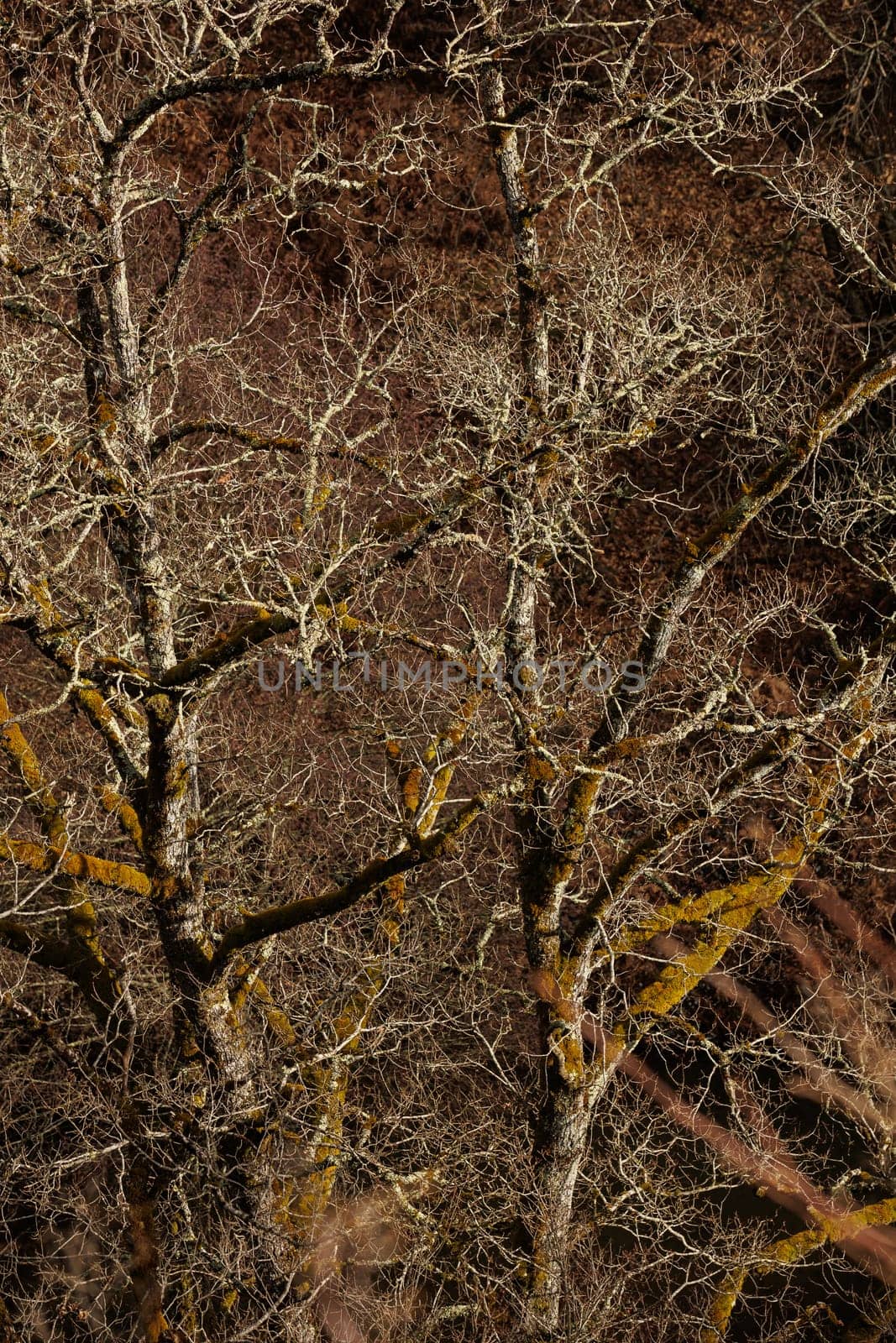 Branches of old tree in wintertime