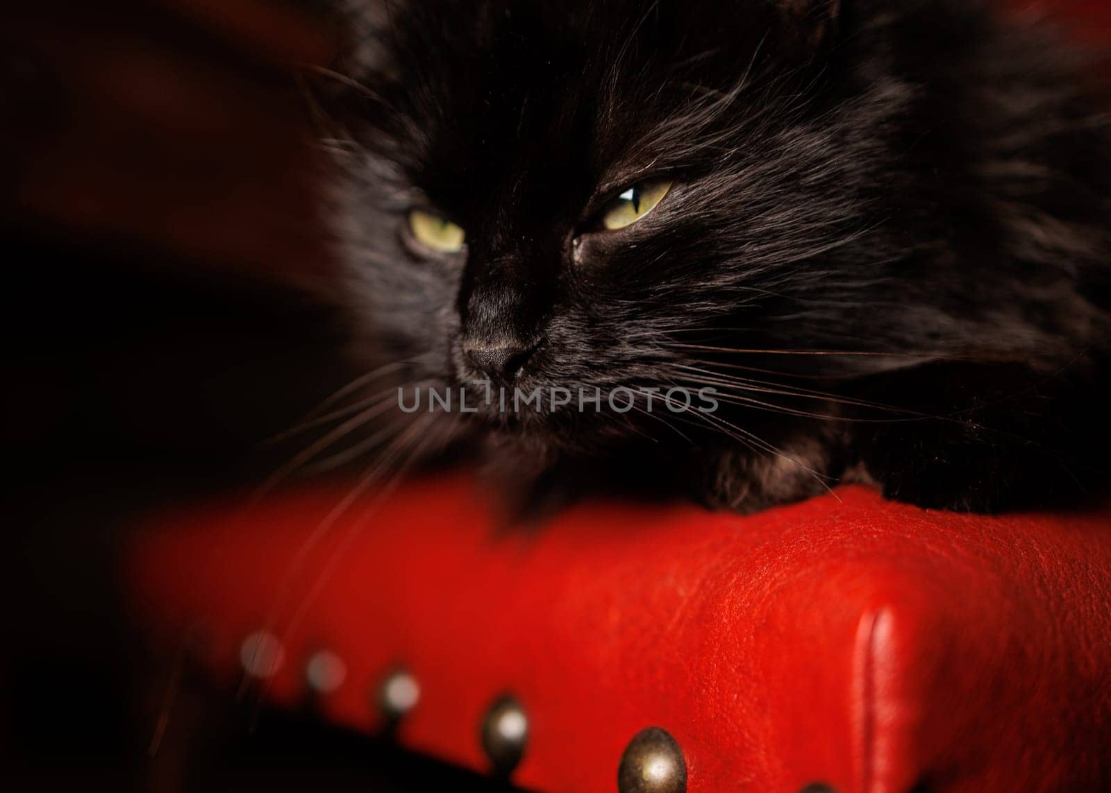 Close up portrait of a black cat in the dark with details