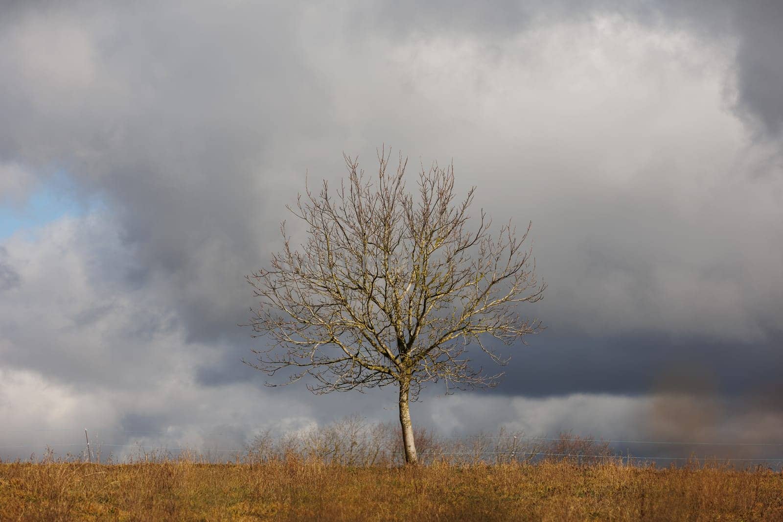 Panorama of landscape with single tree and clouds