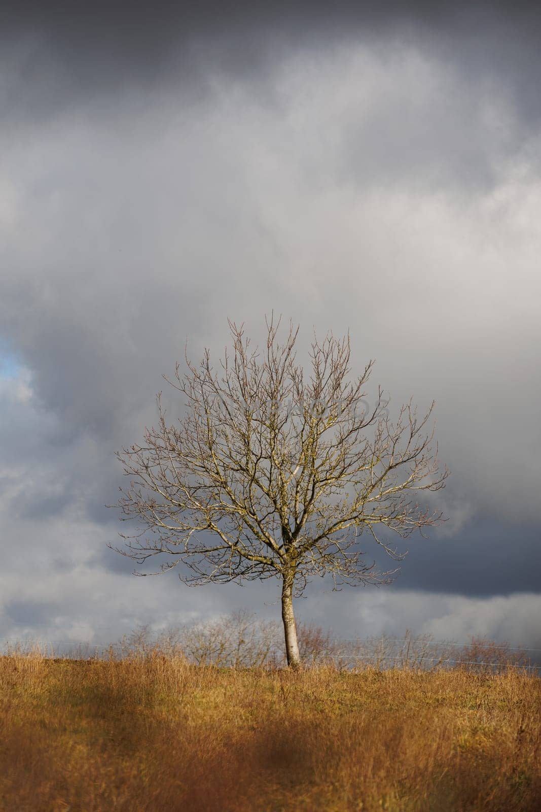 Panorama of landscape with single tree and clouds