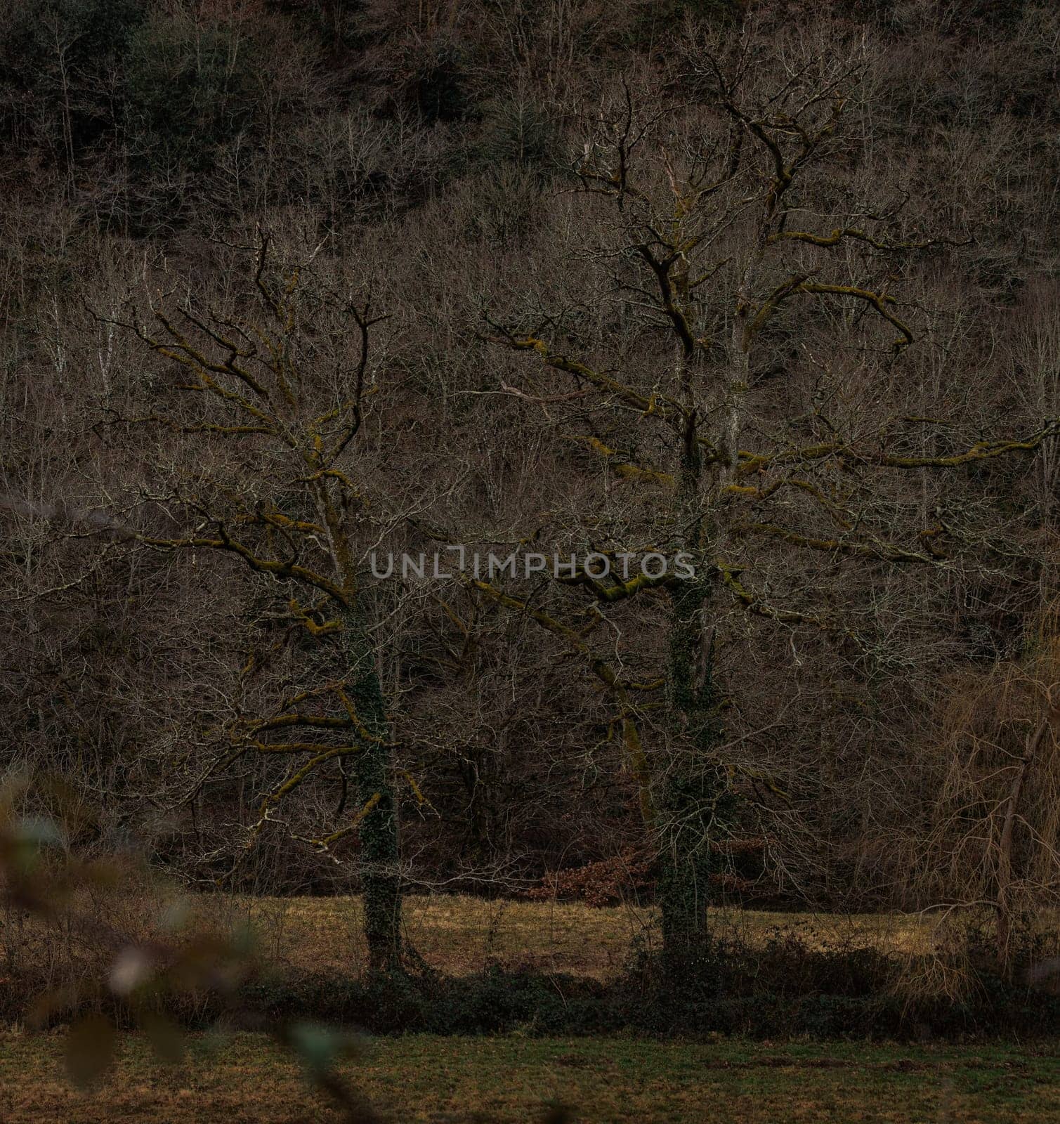 Two trees in winter in Aveyron France