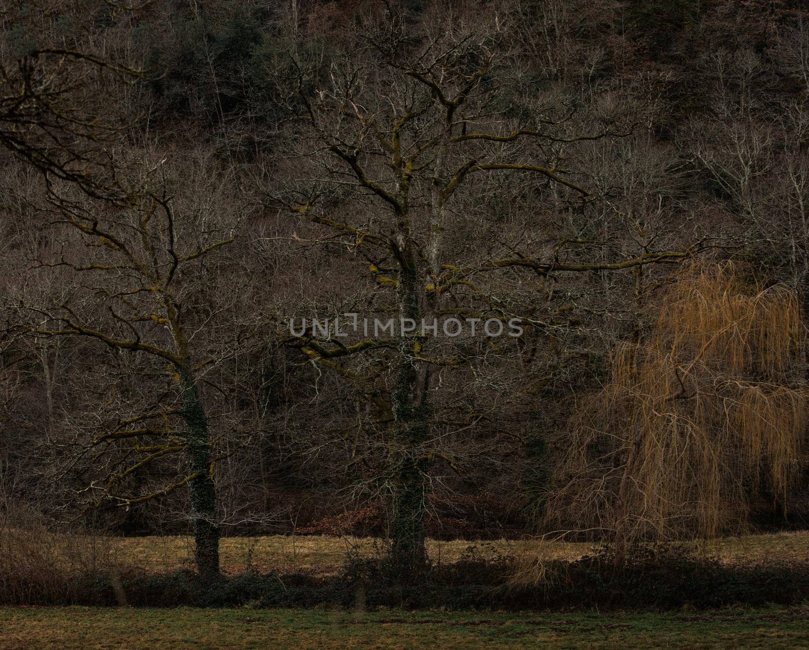 Old trees in winter in Aveyron France