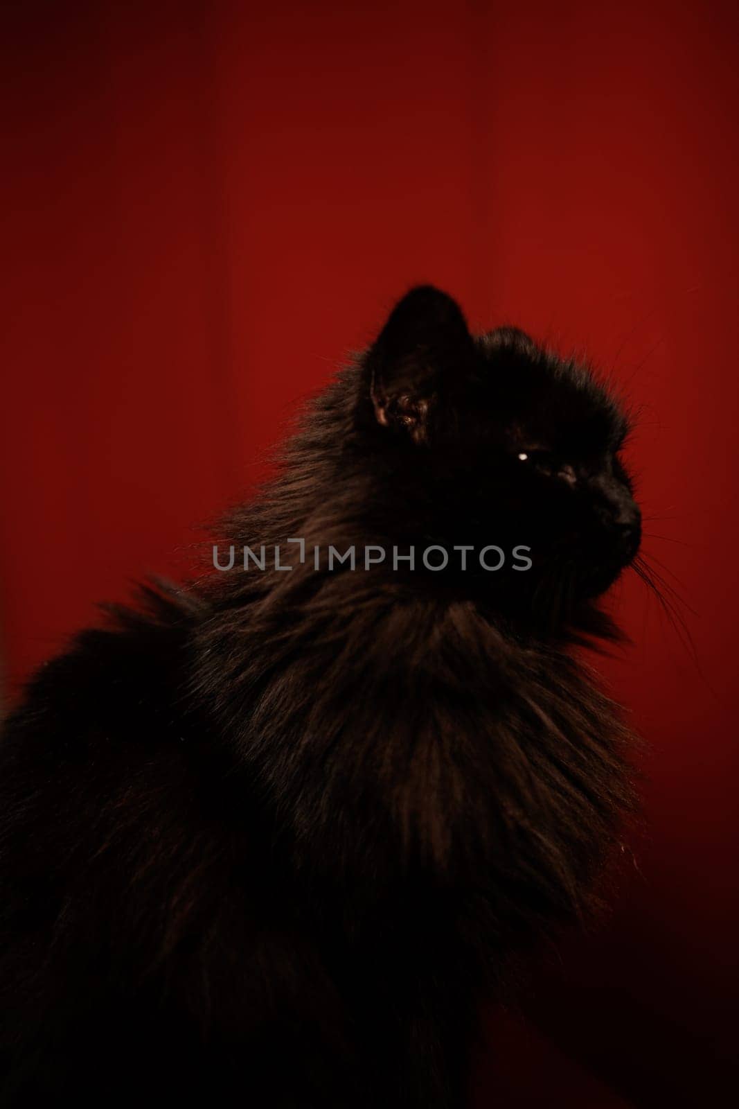 Close up portrait of a black cat in the dark with details