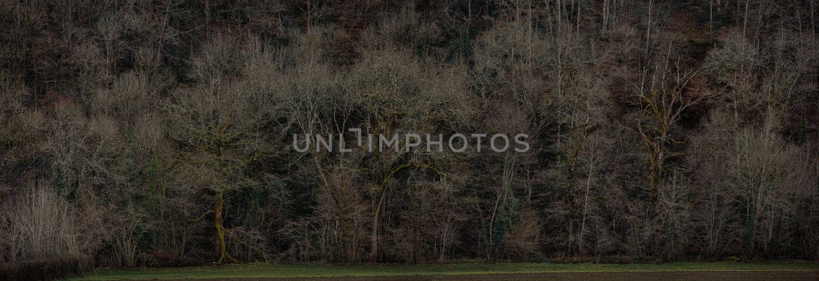Forest panorama in Wintertime