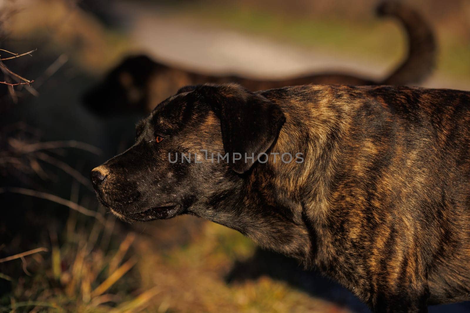 Black dogs in closeup Portrait in nature