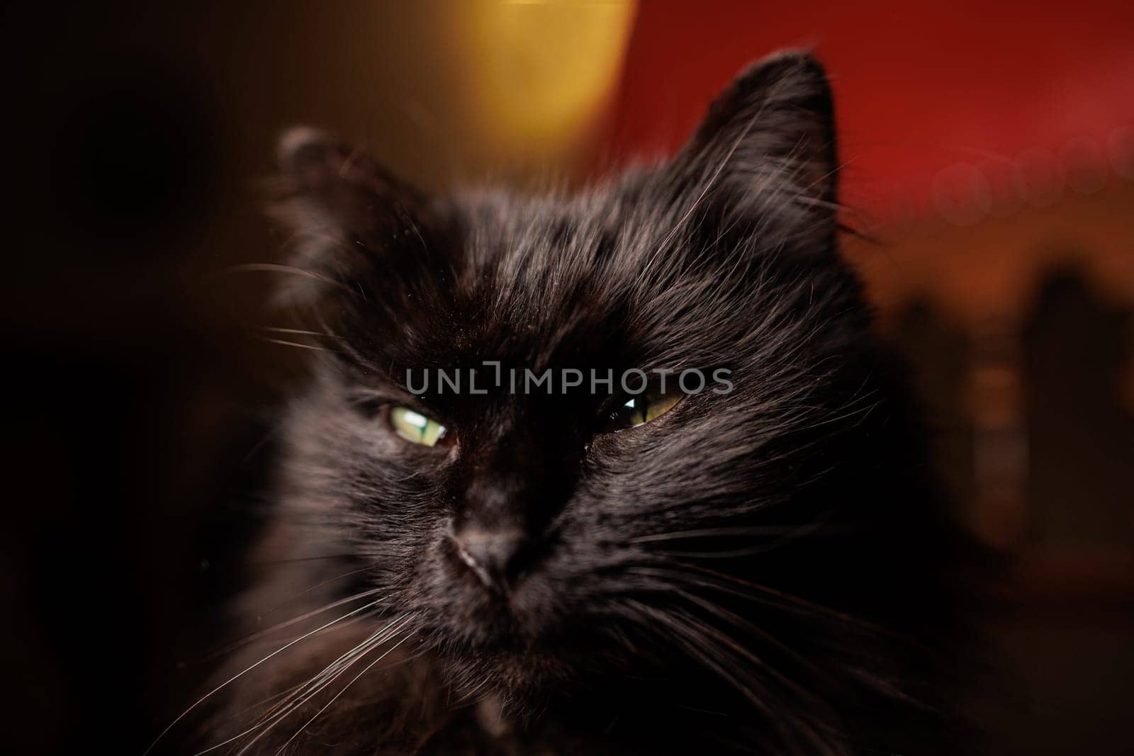 Close up portrait of a black cat in the dark with details