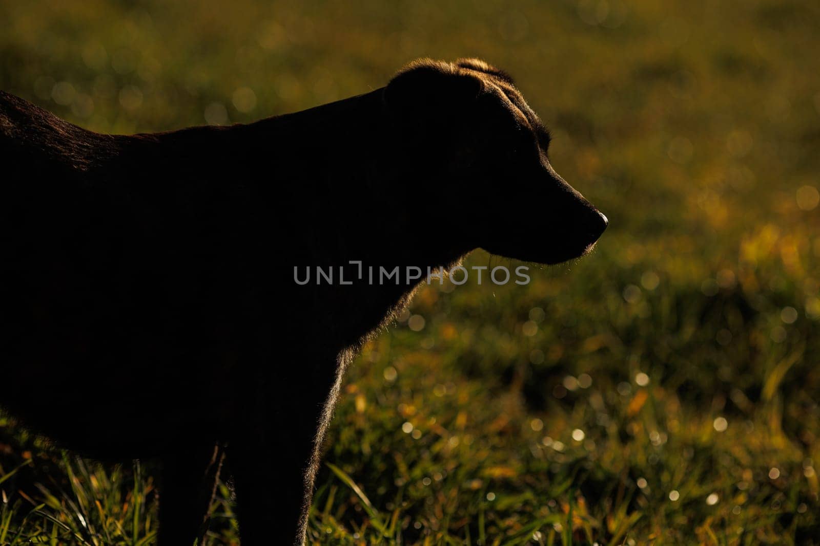 Black dog in Silhouette in the field