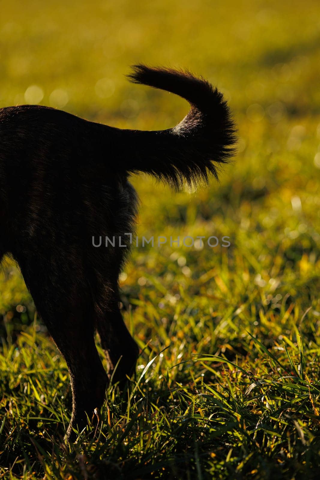 Black dog in Silhouette in the field