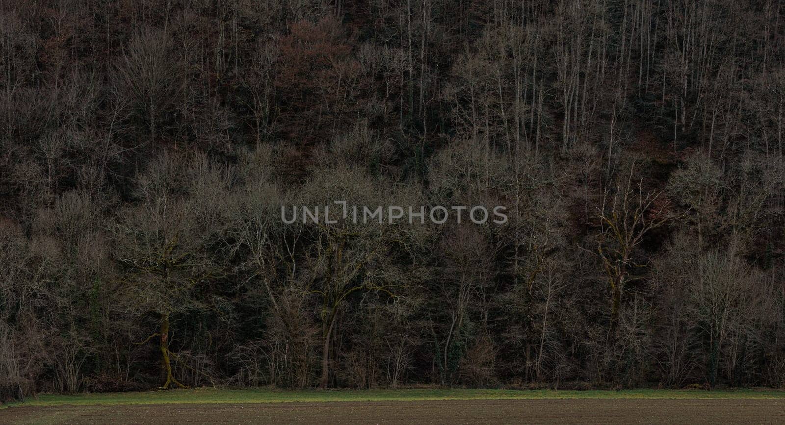 Forest panorama in Wintertime
