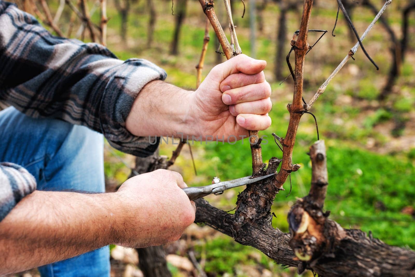 Close-up of a winegrower hand. Prune the vineyard with professional steel scissors. Traditional agriculture. Winter pruning, cordon spurred method.