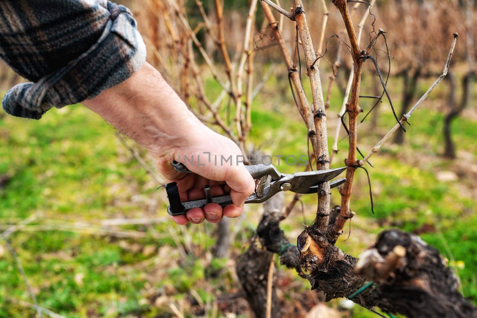 Close-up of a winegrower hand. Prune the vineyard with professional steel scissors. Traditional agriculture. Winter pruning, cordon spurred method.