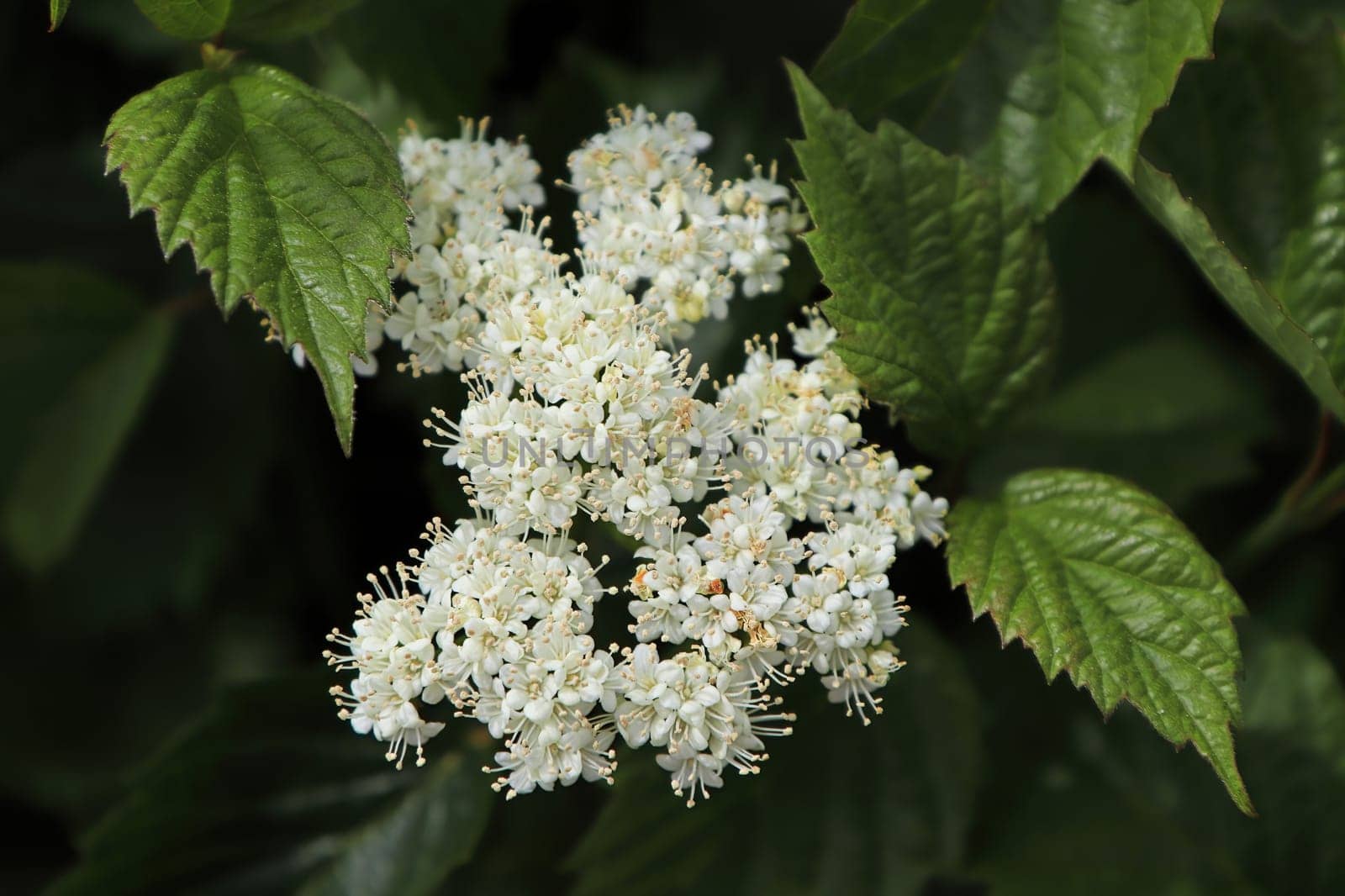 White clusters of flowers on an Autumn Jazz Viburnum.