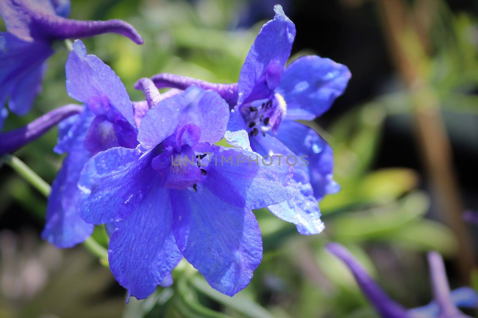 Macro of the purple flowers on delphinium plants.