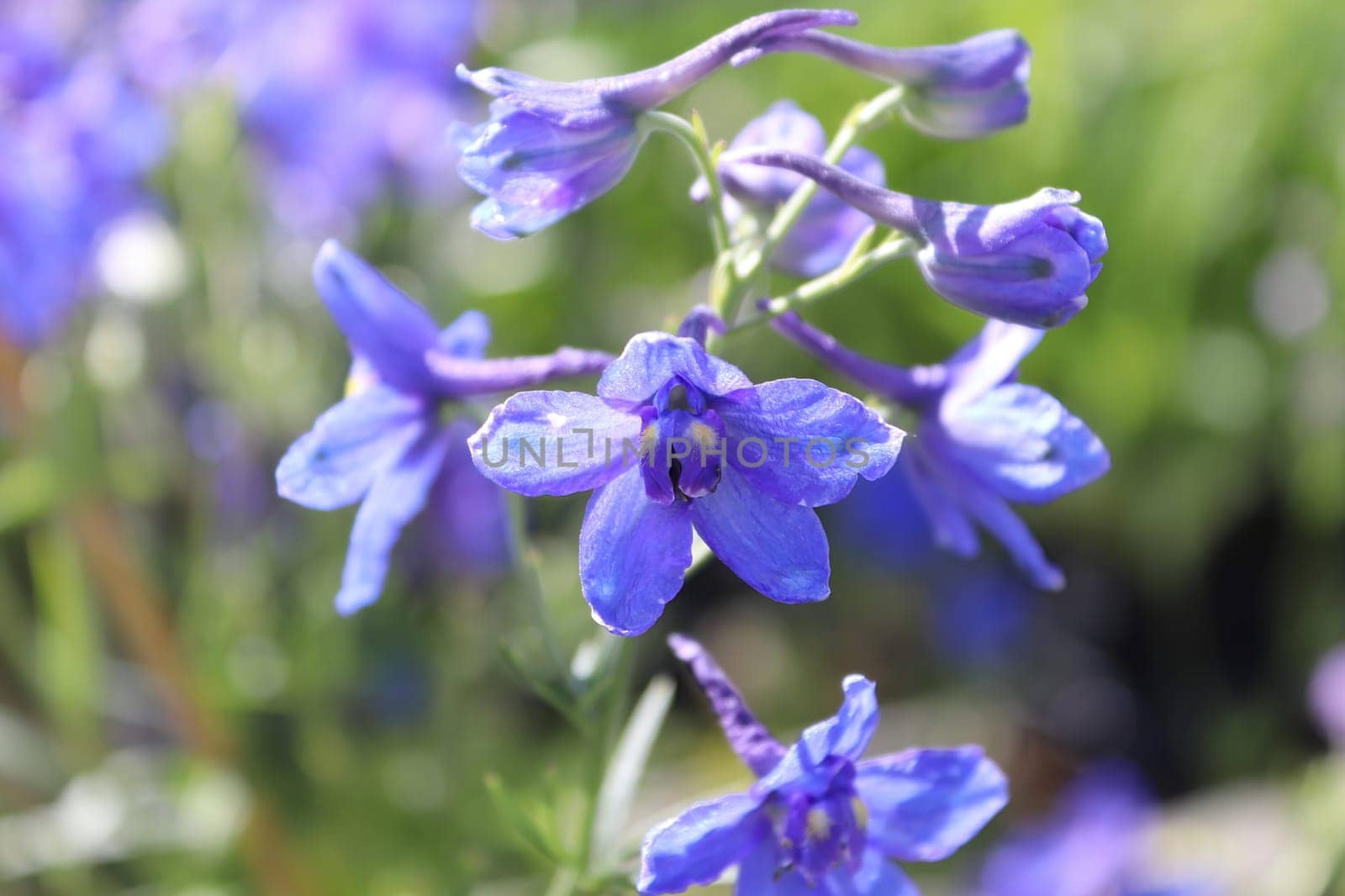 Closeup of the purple flowers on delphinium plants.
