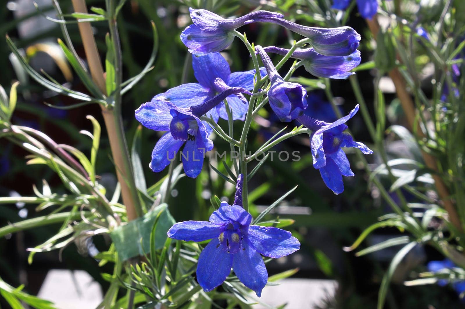 Closeup of the purple flowers on delphinium plants.