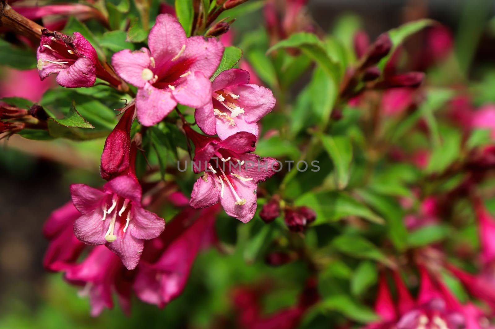 Pink summer flowers blooming on a Weigela shrub.