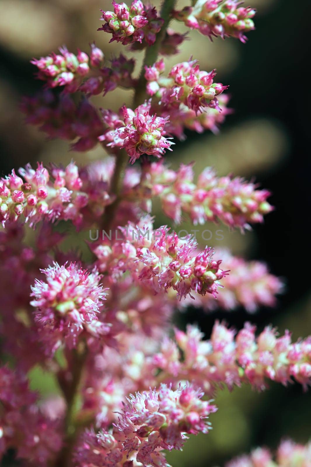 Macro view of pink and white astilbe flowers.