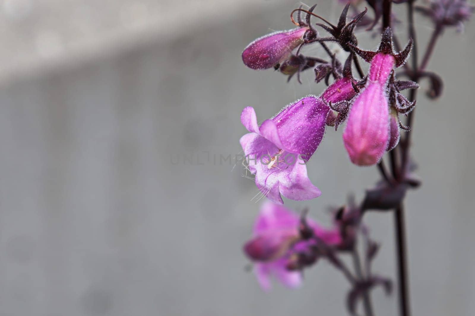 Closeup view of pink trumpet beardtongue flowers.