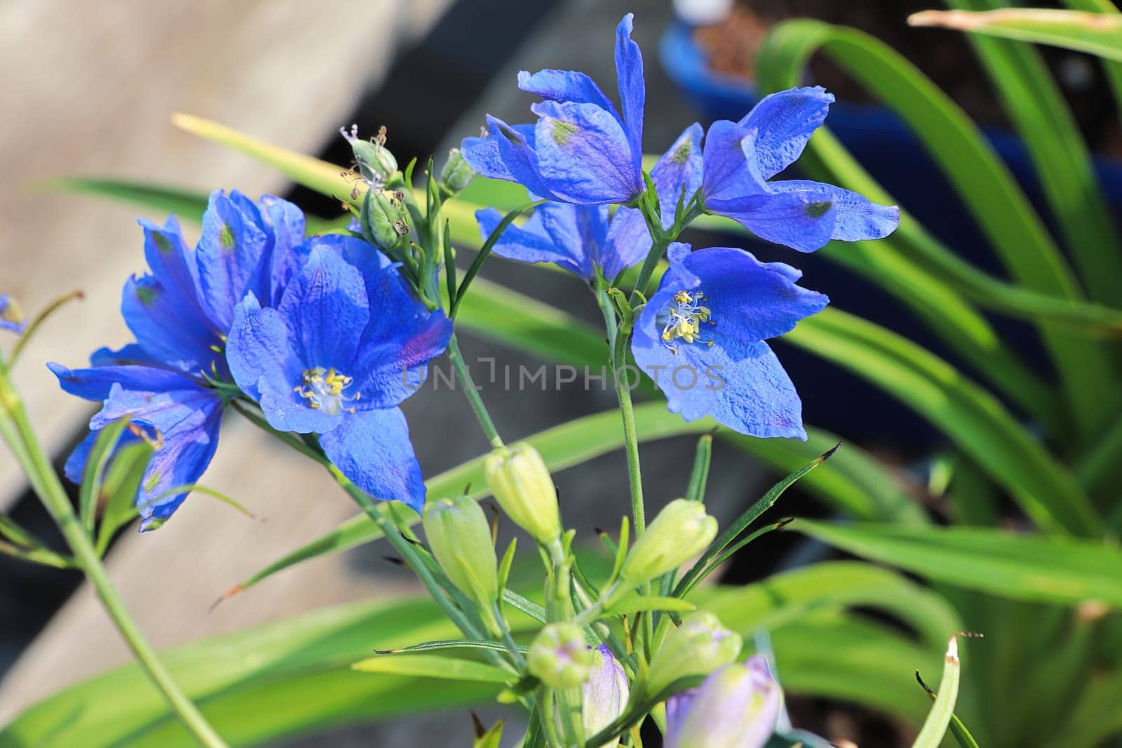Closeup of the purple flowers on delphinium plants.