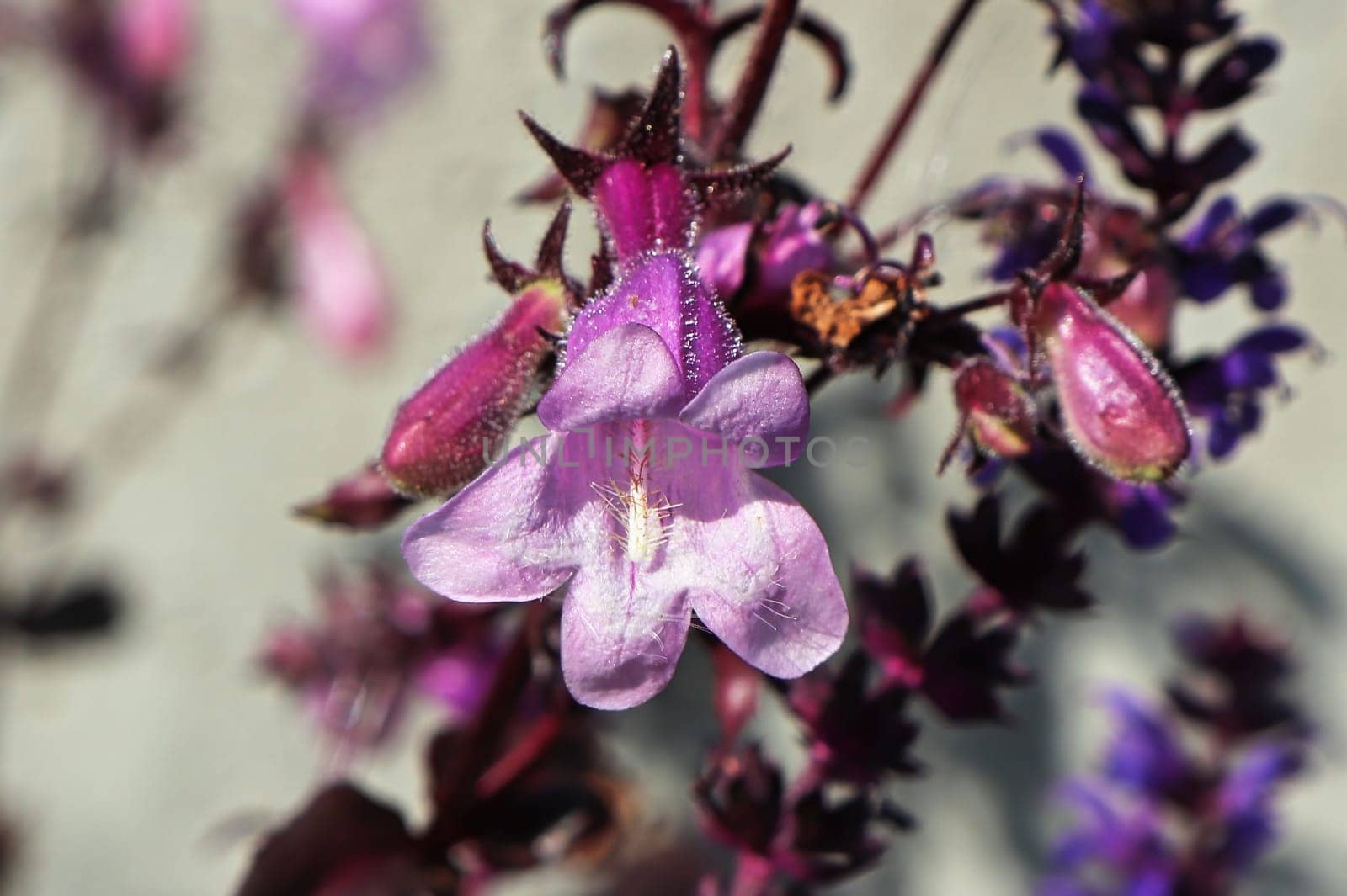 Closeup view of pink trumpet beardtongue flowers.