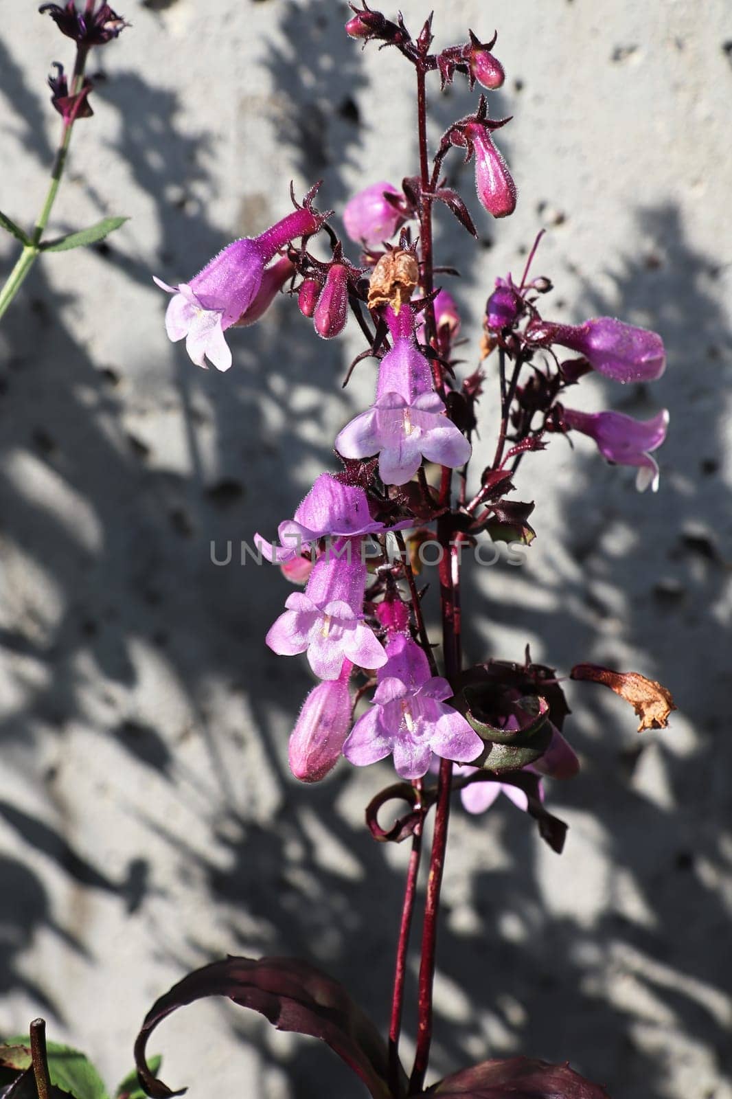 Closeup view of pink trumpet beardtongue flowers.