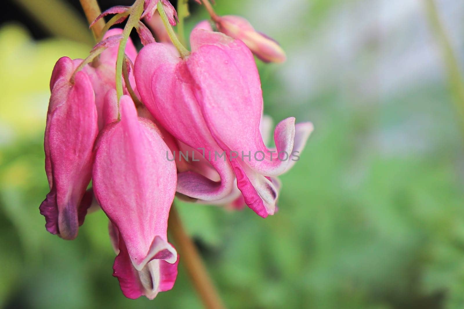 Delicate pink and white blossoms on a bleeding heart plant.