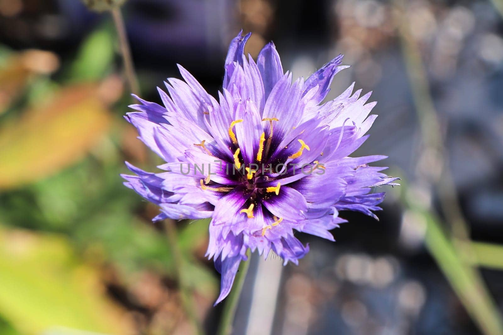 Closeup of a purple flower ona cupids dart plant.