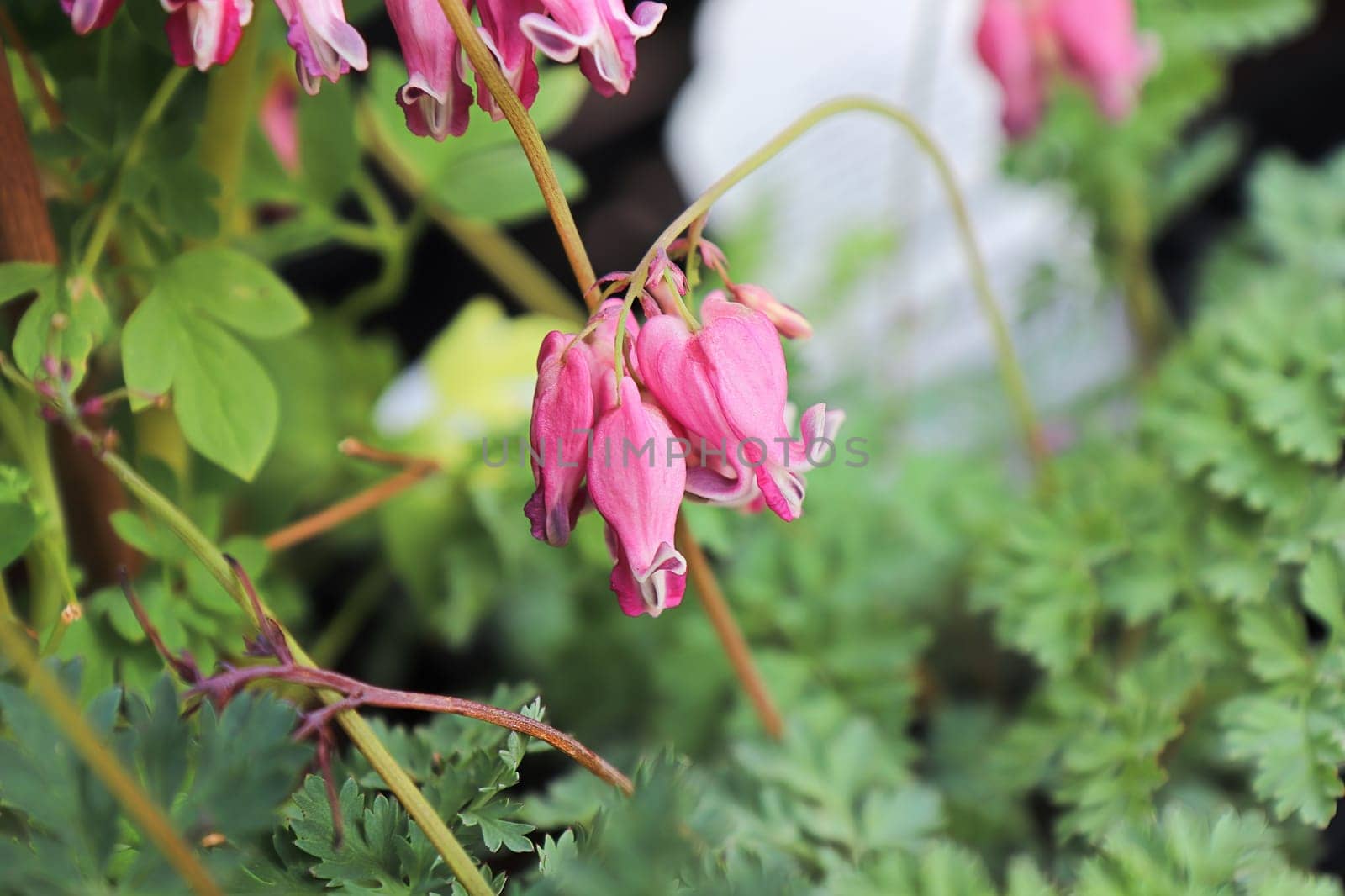 Delicate pink and white blossoms on a bleeding heart plant.
