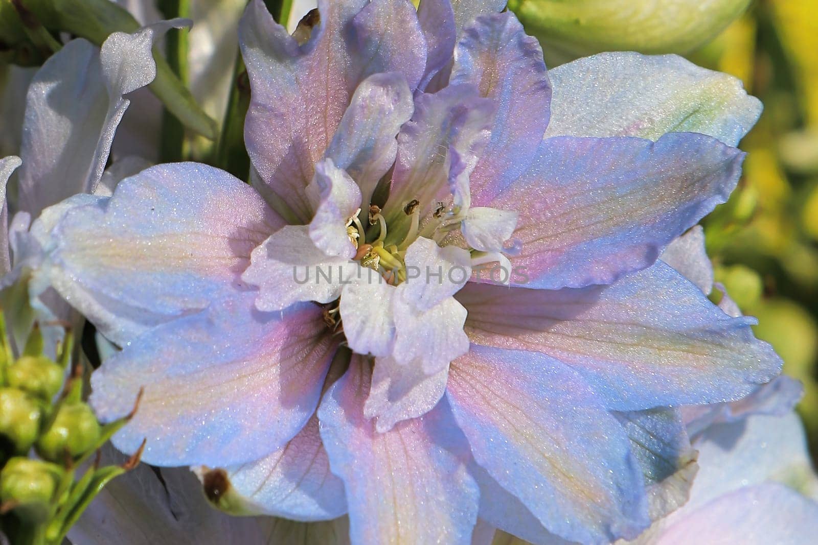 Macro of the purple flowers on delphinium plants.