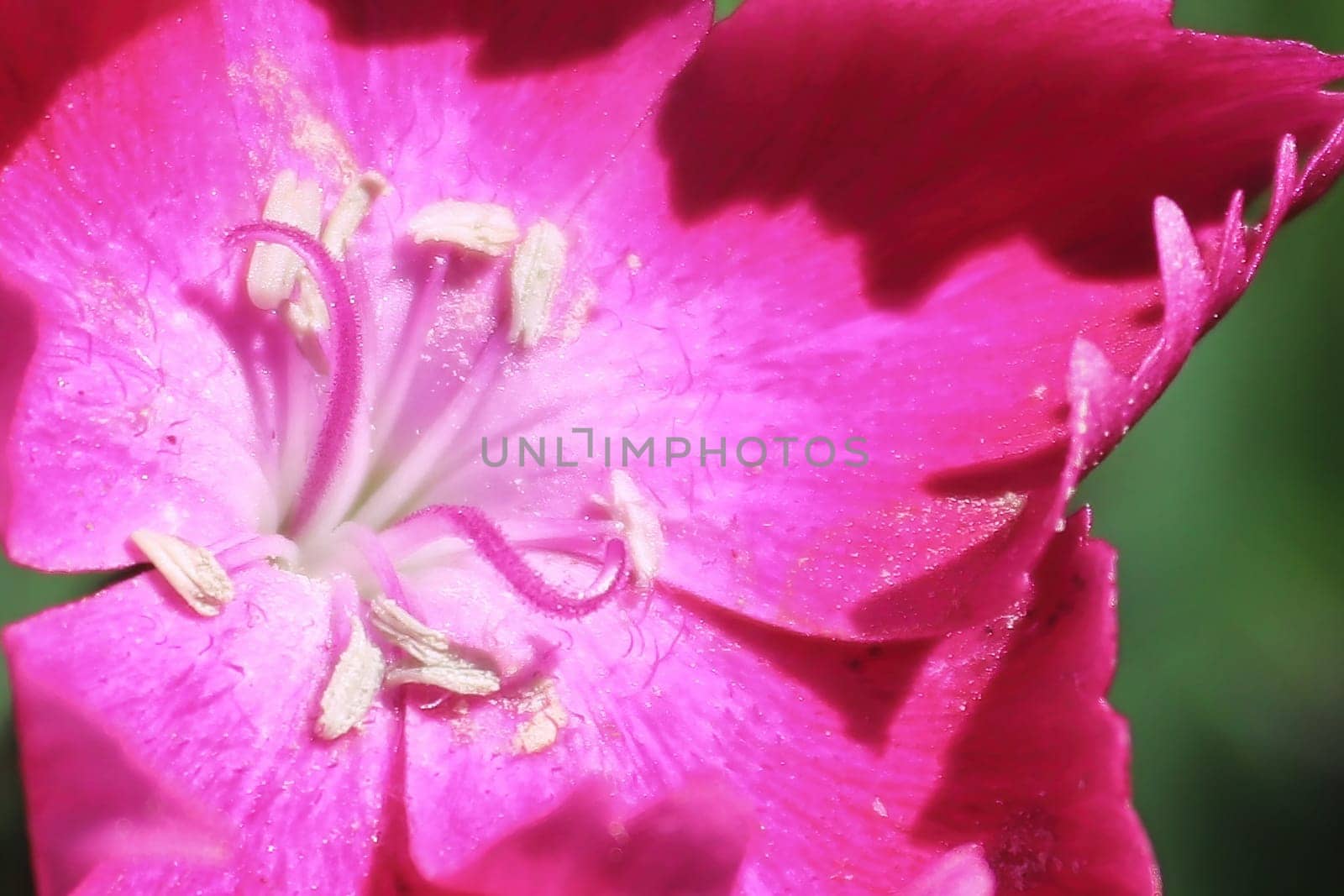 Macro of the center on a dianthus plant.