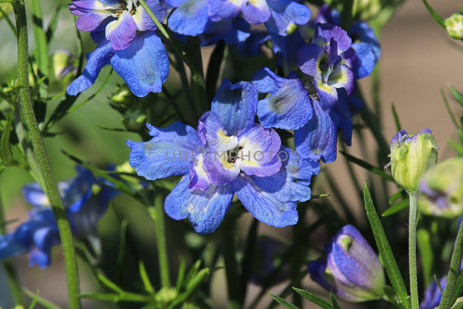 Closeup of the purple flowers on delphinium plants.