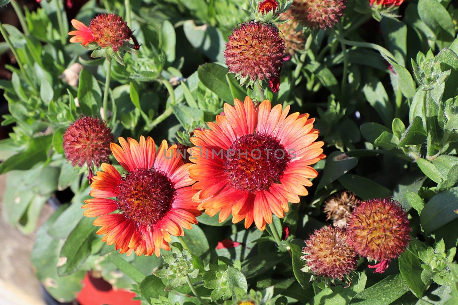 Orange coneflower cluster blooming during the summer.