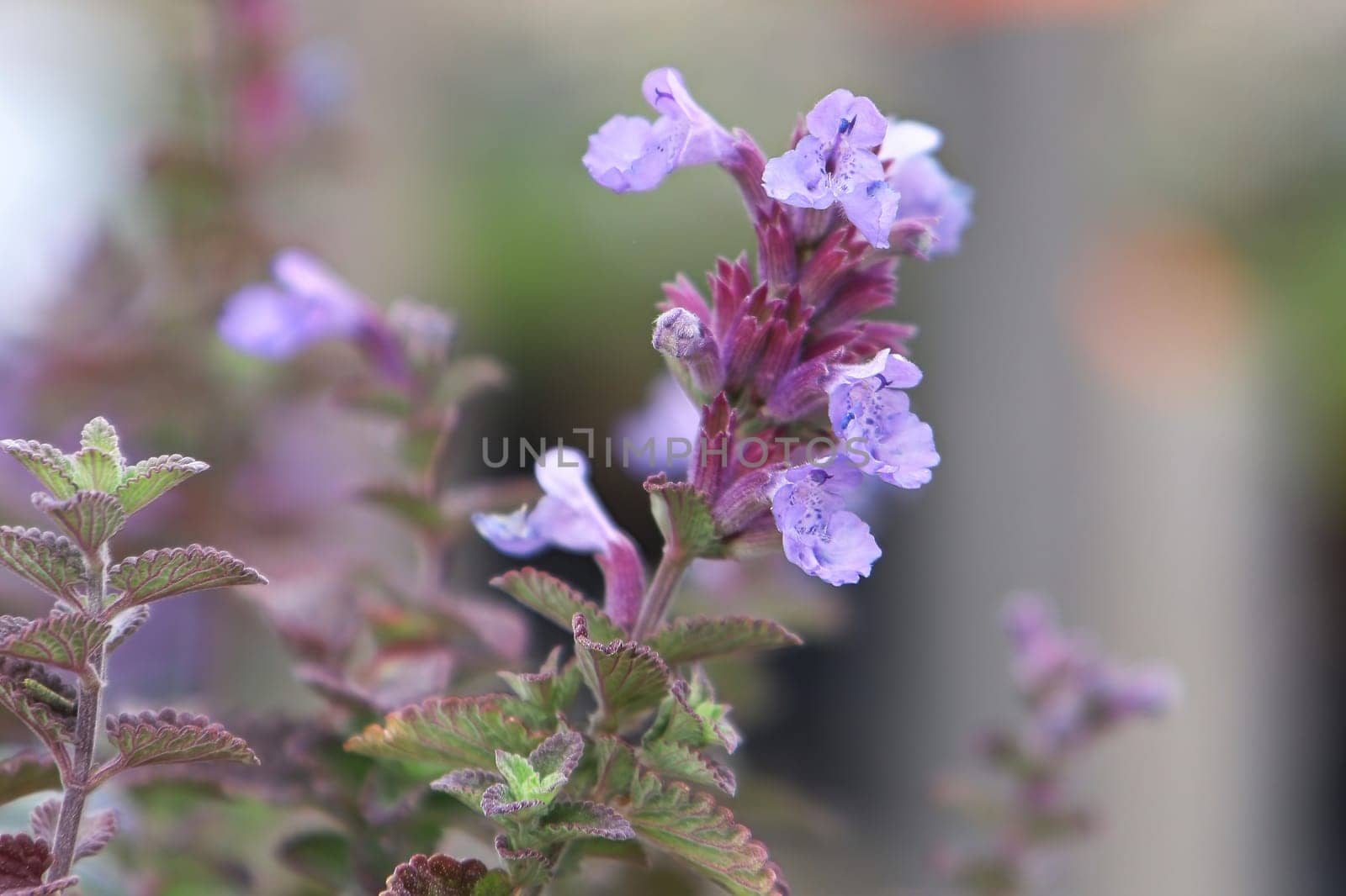 Delicate pink flowers bloom on a catmint plant.