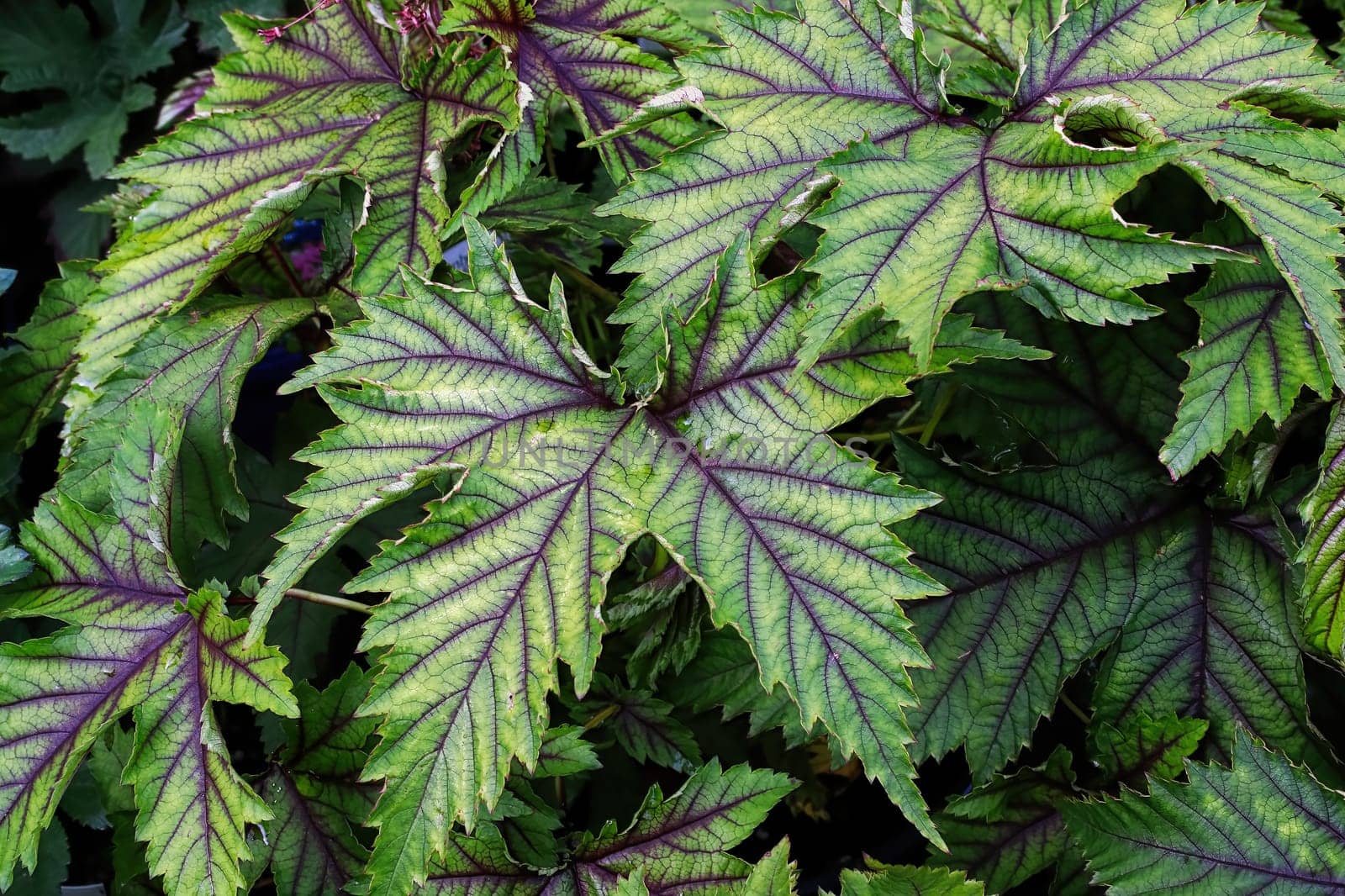 Closeup of the green and purple leaves on a dropwort plant.