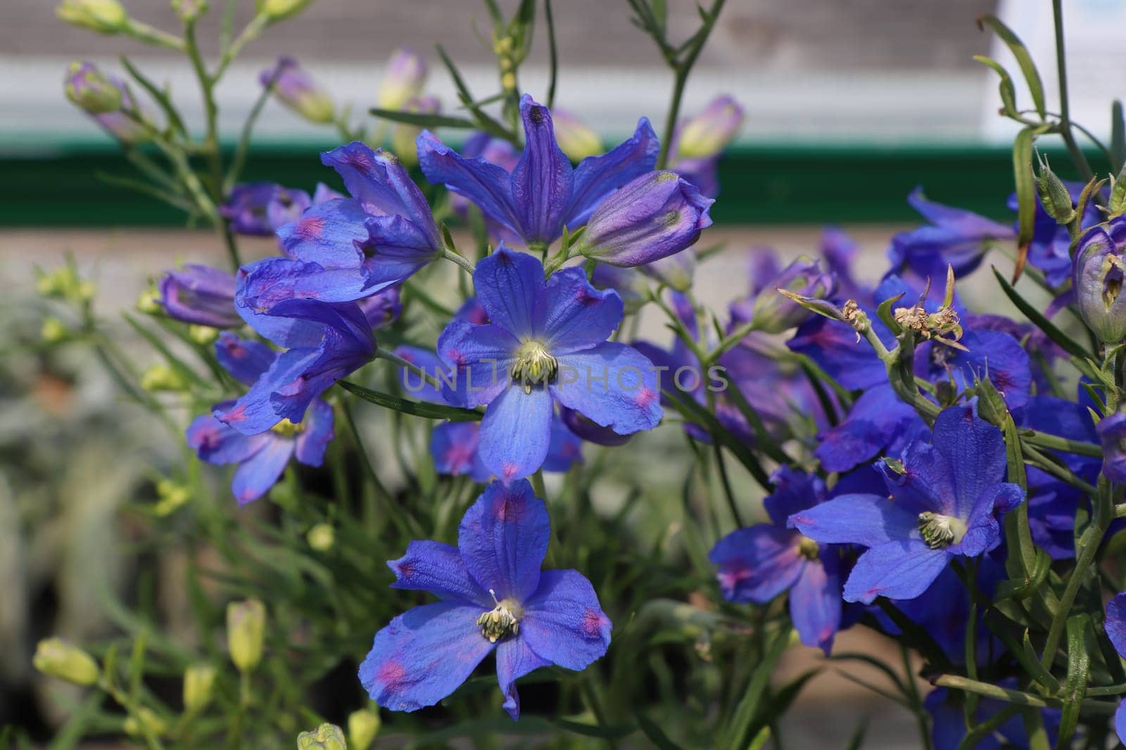 Closeup of the purple flowers on delphinium plants.